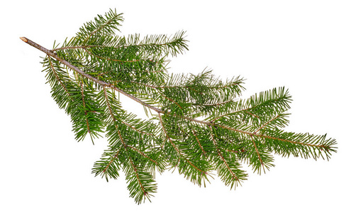 分支 季节 圣诞节 自然 细枝 植物 冬天 特写镜头 新的