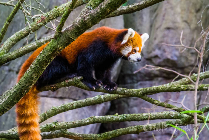 站在树枝上的小熊猫可爱的小熊猫来自亚洲的脆弱动物物种
