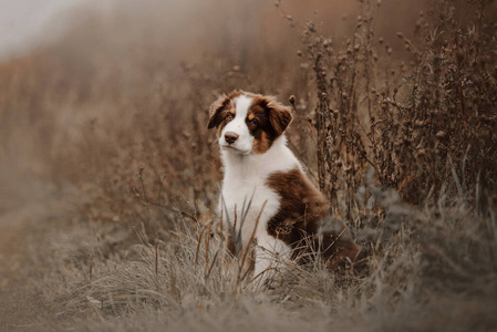 秋天户外可爱的澳大利亚牧羊犬图片