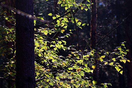 木材 森林 阳光 风景 公园 树叶 自然 落下 秋天