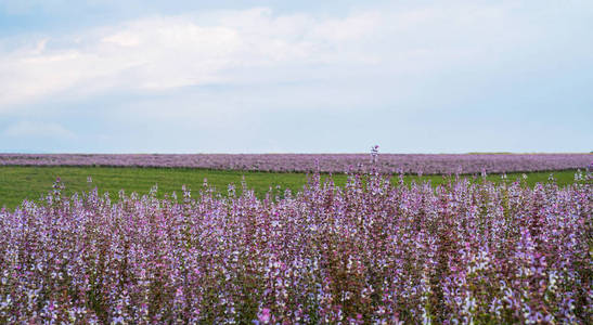 集中 农场 太阳 紫罗兰 颜色 早晨 栽培 自然 春天 软的
