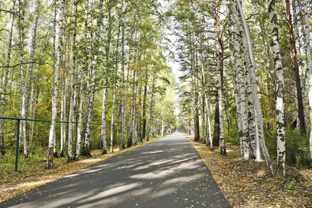 颜色 树干 场景 九月 落下 自然 树叶 木材 公园 车道