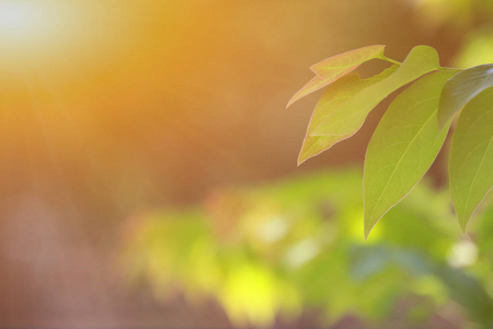 花的 模糊 自然 美丽的 生活 春天 花园 网状物 季节