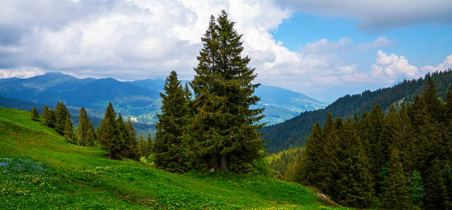 乡村 季节 自然 旅行 假期 阿尔卑斯山 草地 目的地 山麓