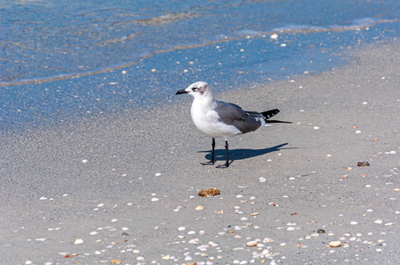 自由的 海鸥 海洋 自由 羽毛 动物 风景 自然 海岸 佛罗里达州
