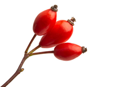 rose hip isolated 