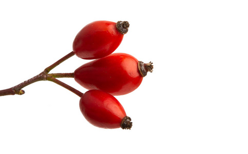 rose hip isolated 