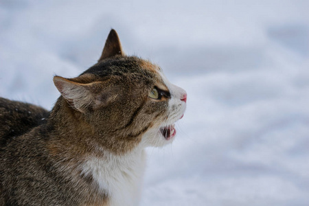 冬天的一天猫在雪里舔东西