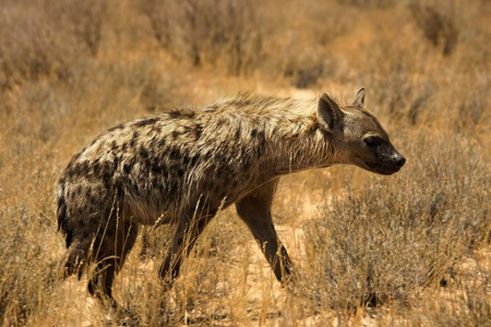 在卡拉哈里沙漠巡逻的斑点鬣狗。