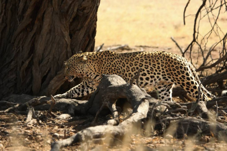 狩猎后的非洲豹豹豹。