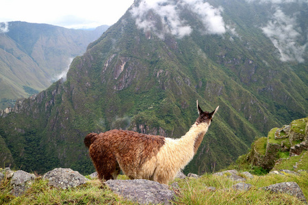 古老的 薄雾 秘鲁 自然 吸引力 岩石 旅行 城堡 美洲驼