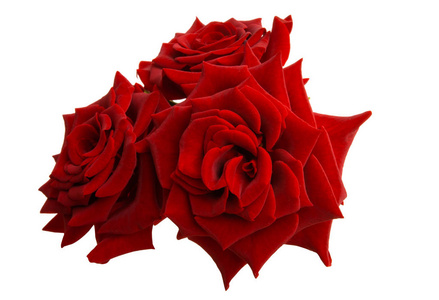 red rose isolated 