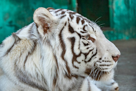 孟加拉 野生动物 毛皮 动物 哺乳动物 眼睛 捕食者 猫科动物