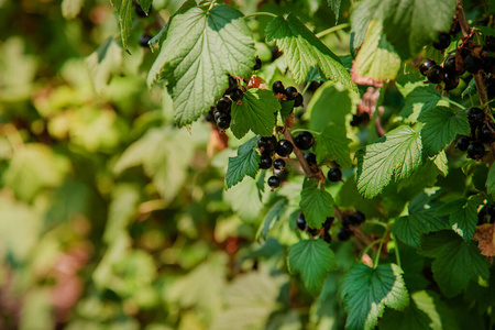 在花园里的黑醋栗图片