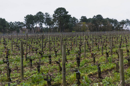 杂志 葡萄栽培 葡萄园 酿酒 春天 玛歌 西切尔 法国 葡萄酒