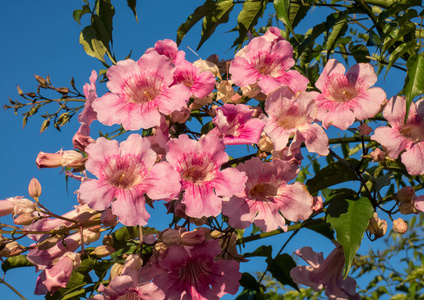 Pandorea jasminoides  Ricasoliana pink in full flower on blue 