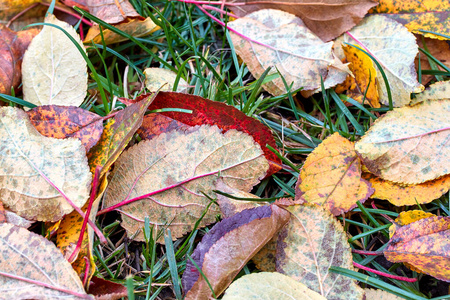 许多秋天的落叶落在绿草上