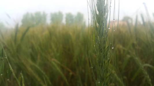 大麦地里大麦小穗或黑麦的特写镜头。