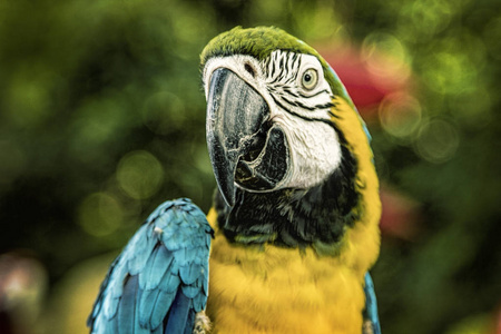 野生动物 热带 自然 丛林 美国 颜色 分支 演讲者 可爱的