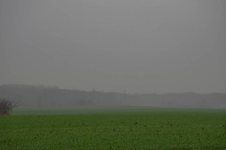 草地 农业 地平线 日落 太阳 薄雾 阳光 早晨 天气 风景