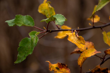 落下 秋天 自然 颜色 橡树 分支 树叶 植物 森林 美女