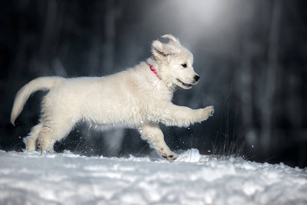 外部 犬科动物 跑步 冬天 乐趣 可爱极了 繁殖 动物 公园