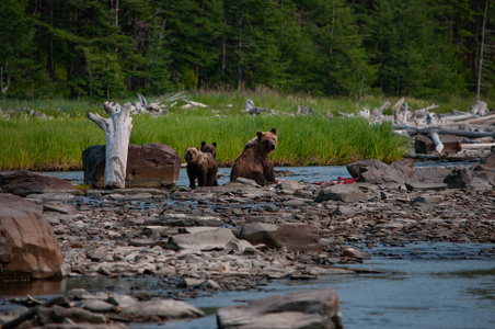 一只带着两只幼崽的熊正在河边吃猎物，背景是一片绿色的草地和泰加。哈巴罗夫斯克地区