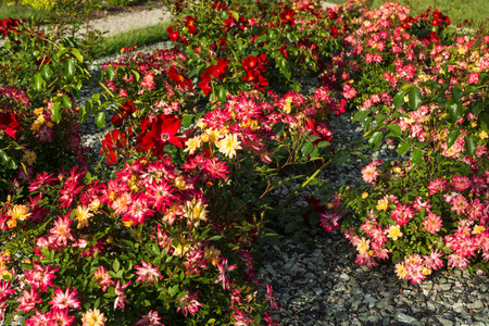 花瓣 玫瑰 公园 自然 美丽的 花的 春天 开花 植物区系