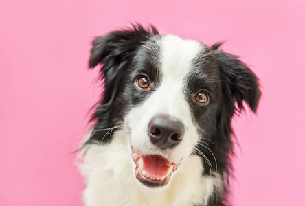 牧羊犬 在室内 毛皮 照顾 可爱极了 犬科动物 毛茸茸的