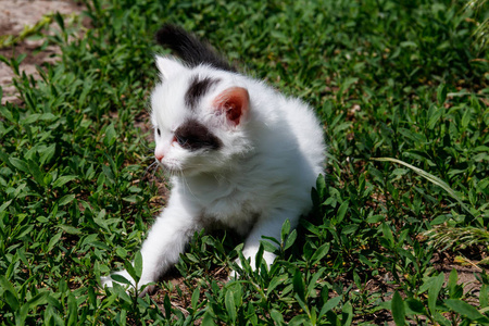 绿草中的小猫