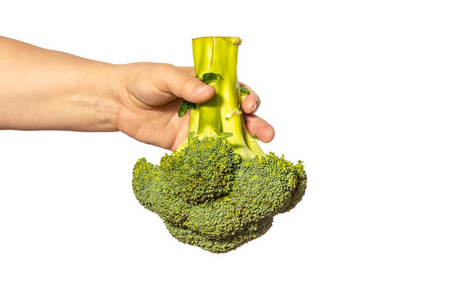 Hand holding broccoli on a white background. 