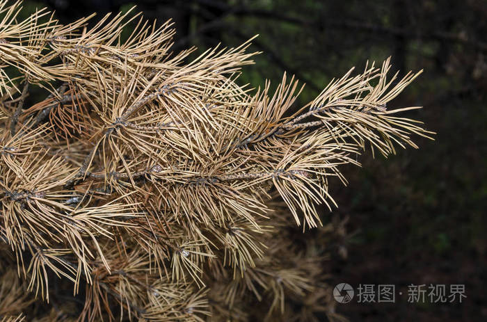 黄针云杉干枝