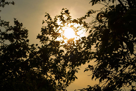 太阳背景下树叶和树木的轮廓