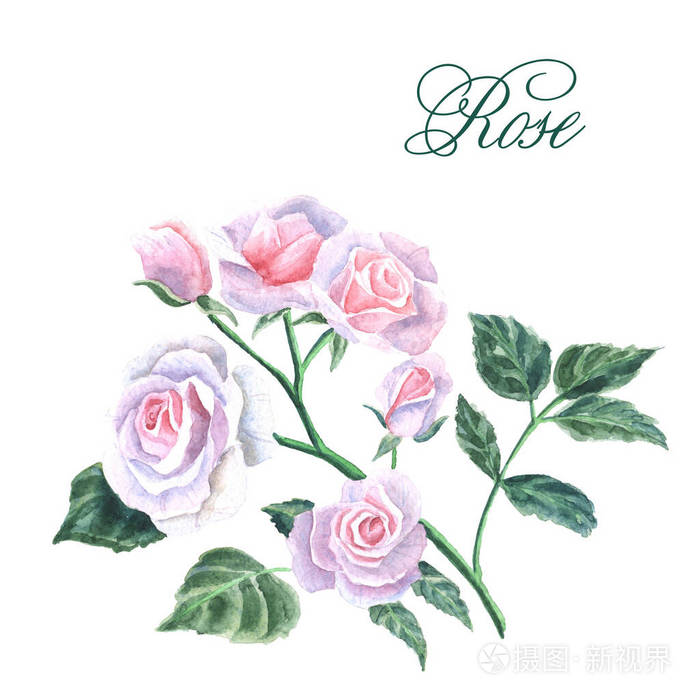 花开的白色玫瑰背景的手画
