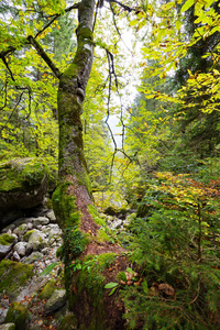 石头 颜色 山毛榉 植物 美丽的 落下 森林 环境 阳光