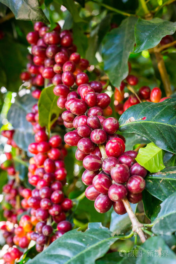 树上生咖啡豆