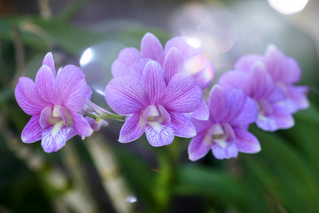 紫色 花的 浪漫的 蝴蝶兰 夏天 开花 生长 花瓣 花束