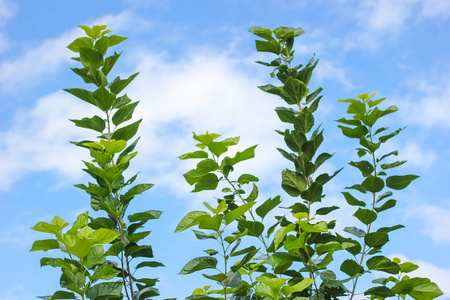 green branches of spring forest trees extend to the blue sky in 