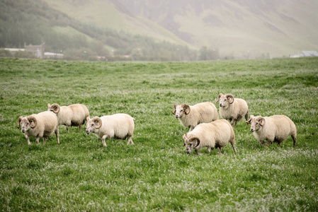 冰岛牧羊