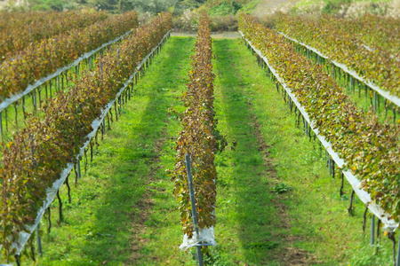 水果 葡萄园 收获 植物 葡萄 日本 秋天 领域 土壤