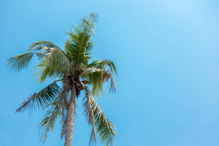 蓝色天空背景的椰子树椰子棕榈树