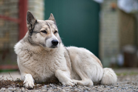 Portrait of a dog breed West Siberian Laika sitting outdoors in 