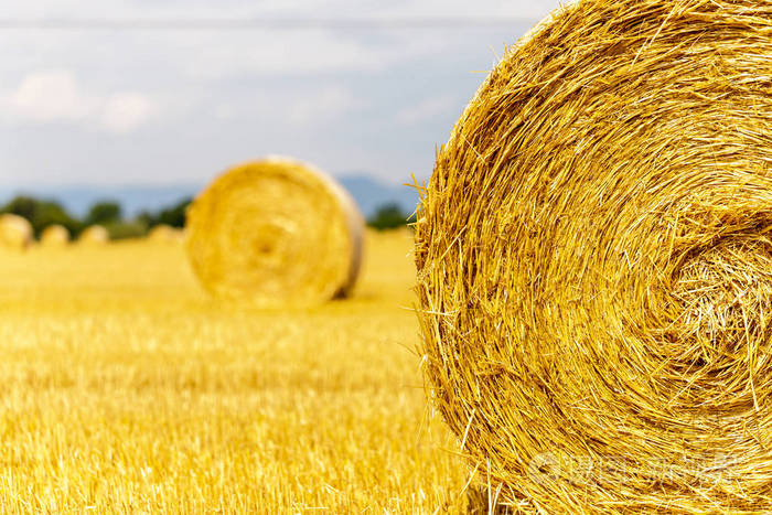 麦草捆在地上在夏天收割谷物之后