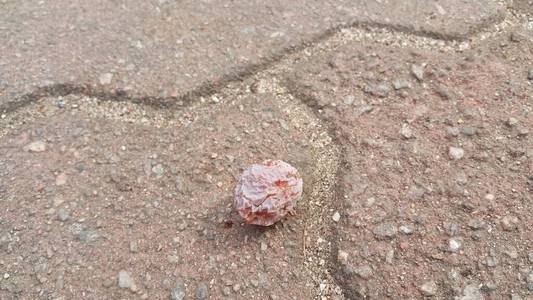 Ginkgo Biloba nuts on  paved red brick floor 