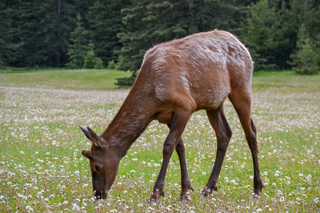麋鹿 自然 巴克 森林 动物 蒲公英 松木 草地 加拿大