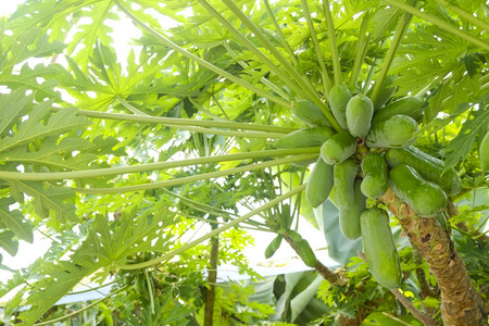 未成熟的果实摄影图 未成熟的果实图片大全 未成熟的果实照片 摄图新视界 未成熟的果实摄影图 未成熟的果实图片大全 未成熟的果实照片 摄图新视界