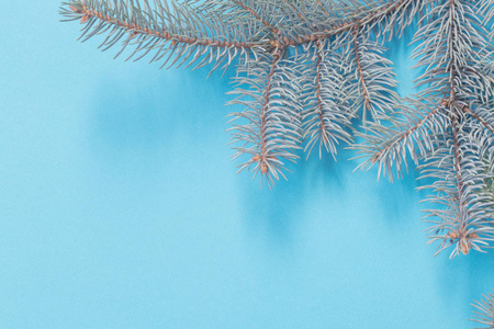 Christmas fir branches on blue paper background 