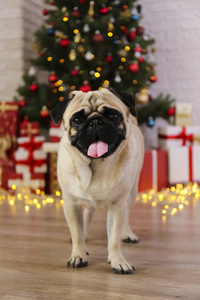 可爱的哈巴狗在圣诞树上模糊的节日装饰。可爱的狗在家里皱纹脸和松树与博克效应灯肖像。特写，复制空间。