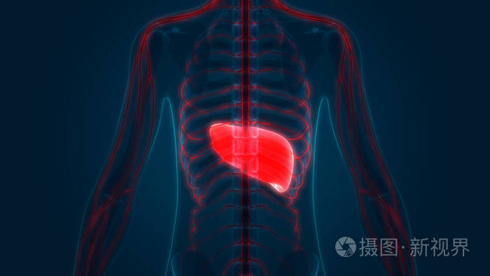 解剖 身体 治疗 插图 器官 炎症 医学 信息图表 癌症