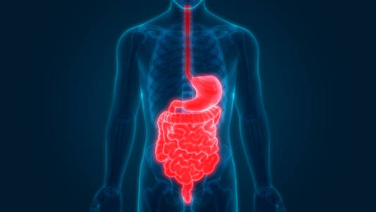 肠子 解剖学 胆囊 射线 肝脏 健康 食物 科学 解剖 系统